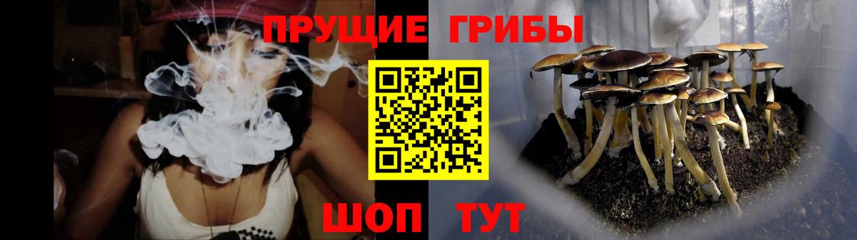 Галлюциногенные грибы Psilocybine cubensis Коряжма